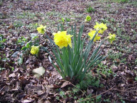 SSA47652.JPG, mar. 2010 SSA47652.JPG