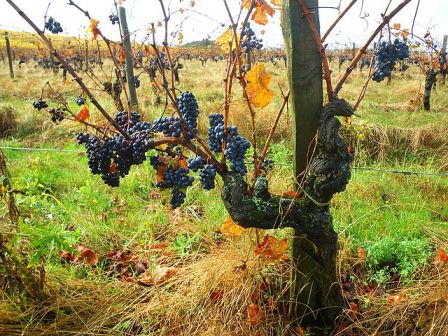 img-88.jpg, janv. 2011 img-88.jpg